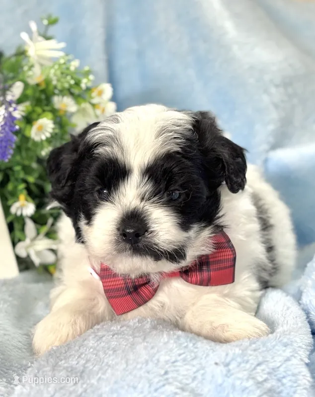 GUS – Shihpoo puppy for sale in Charleston, WV