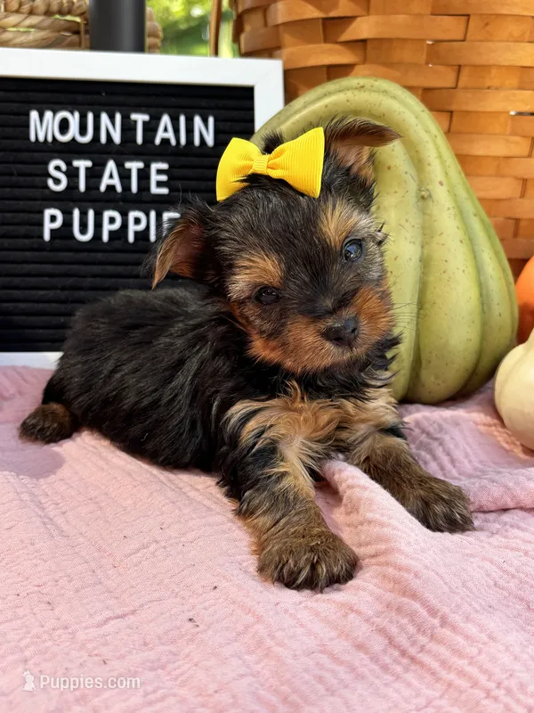 Macy Girl – Yorkshire Terrier puppy for sale in Charleston, WV