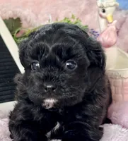 Gertie, a female Shihpoo for sale in Charleston, WV – 2 of 3