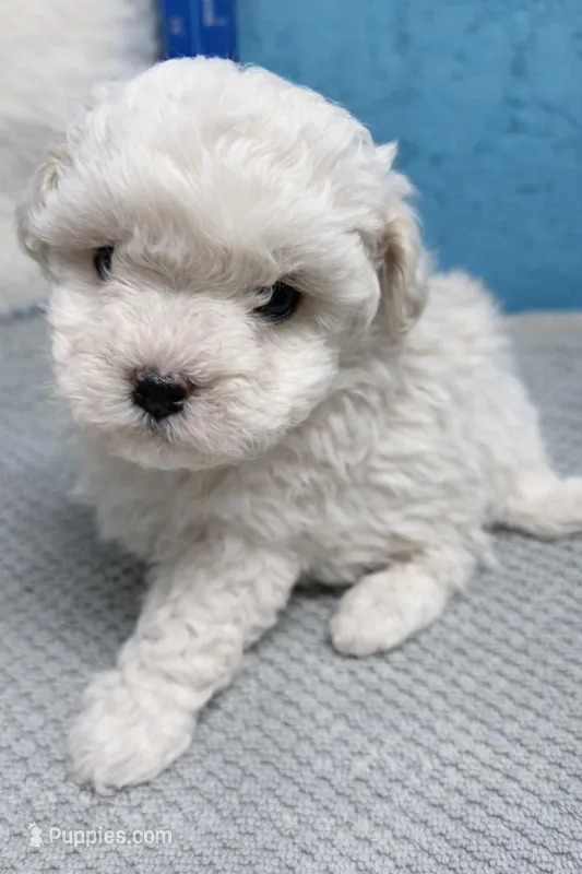 Sammy  – Maltipoo puppy for sale in Charleston, WV