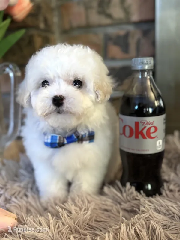 Sammy  – Maltipoo puppy for sale in Charleston, WV
