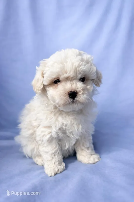 Sammy  – Maltipoo puppy for sale in Charleston, WV