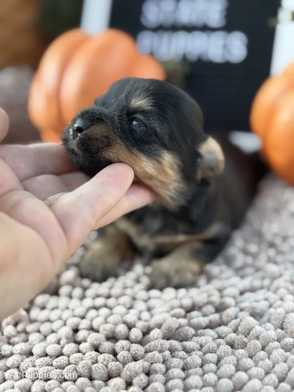 Shorkie female  – Shorkie puppy for sale in Charleston, WV