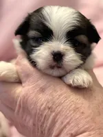 Tiny little Mia , a female Mal Shi for sale in Charleston, WV – Photo 1 of 2