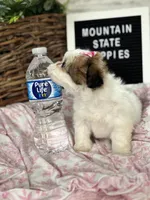 Tiny imperial Lila, a female Mal Shi for sale in Charleston, WV – Photo 3 of 3