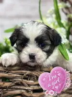 Tiny imperial Mia , a female Mal Shi for sale in Charleston, WV – Photo 2 of 3