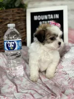 Tiny imperial Lila, a female Mal Shi for sale in Charleston, WV – Photo 2 of 3