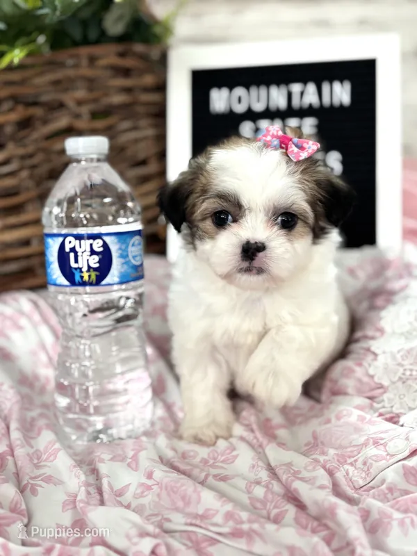 Tiny imperial Lila – Mal Shi puppy for sale in Charleston, WV