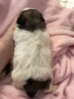 Tiny little Mia , a female Mal Shi for sale in Charleston, WV – Photo 2 of 2