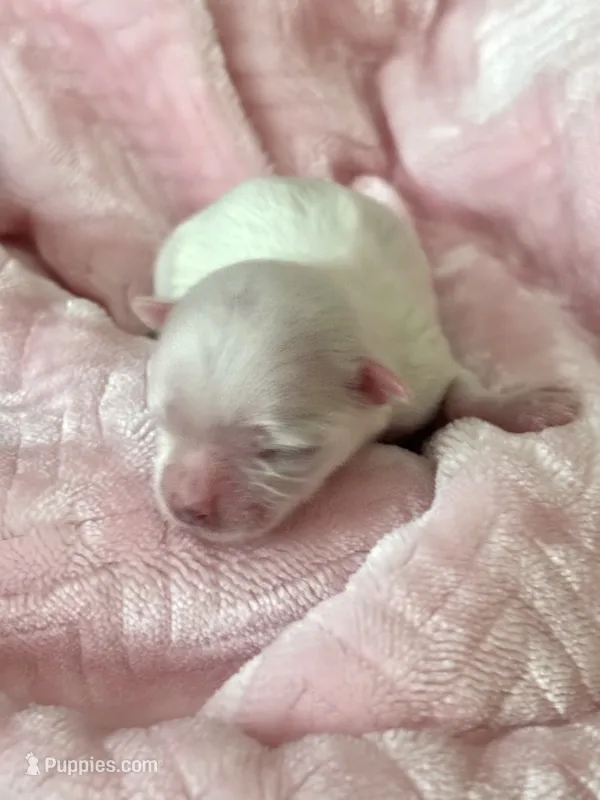 AKC Libby  – Maltese puppy for sale in Charleston, WV