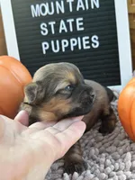 Shorkie READY NOW, a male Shorkie for sale in Charleston, WV – 7 of 9