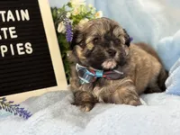 Gabe, a male Shihpoo for sale in Charleston, WV – 2 of 3
