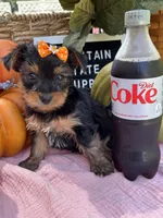Molly, a female Yorkshire Terrier for sale in Charleston, WV – 4 of 5