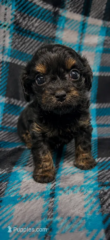 Janie – Cavapoo puppy for sale in Charleston, WV