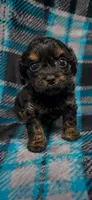Janie, a female Cavapoo for sale in Charleston, WV – 1 of 1