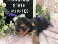 Yorkie Female 1, a female Yorkshire Terrier for sale in Charleston, WV – 4 of 6