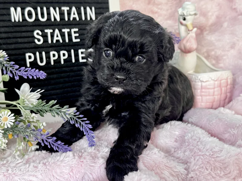 Gertie – Shihpoo puppy for sale in Charleston, WV