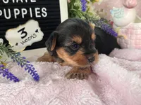 Yorkie Female 1, a female Yorkshire Terrier for sale in Charleston, WV – 6 of 6