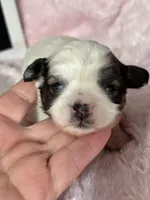 Gretchen , a female Shihpoo for sale in Charleston, WV – Photo 2 of 2