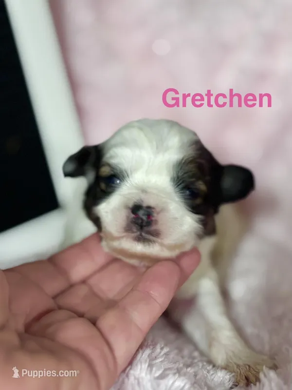 Gretchen  – Shihpoo puppy for sale in Charleston, WV