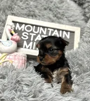 Mountain State’s Midnight Kiss, a female Yorkshire Terrier for sale in Charleston, WV – Photo 4 of 7