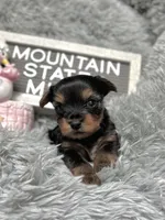 Mountain State’s Midnight Kiss, a female Yorkshire Terrier for sale in Charleston, WV – Photo 2 of 7