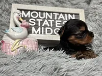 Mountain State’s Midnight Kiss, a female Yorkshire Terrier for sale in Charleston, WV – Photo 1 of 7