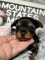Mountain State’s Midnight Kiss, a female Yorkshire Terrier for sale in Charleston, WV – Photo 5 of 7