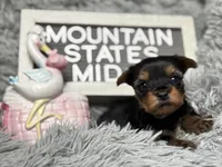 Mountain State’s Midnight Kiss, a female Yorkshire Terrier for sale in Charleston, WV – Photo 3 of 7