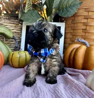Shorkie READY NOW, a male Shorkie for sale in Charleston, WV – 3 of 9