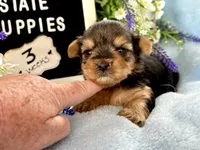 Yorkie Male 1, a male Yorkshire Terrier for sale in Charleston, WV – 2 of 6