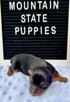 Mikey, a male Yorkshire Terrier for sale in Charleston, WV – 2 of 3