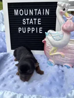 Mikey, a male Yorkshire Terrier for sale in Charleston, WV – 3 of 3