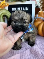 Shorkie READY NOW, a male Shorkie for sale in Charleston, WV – 8 of 9