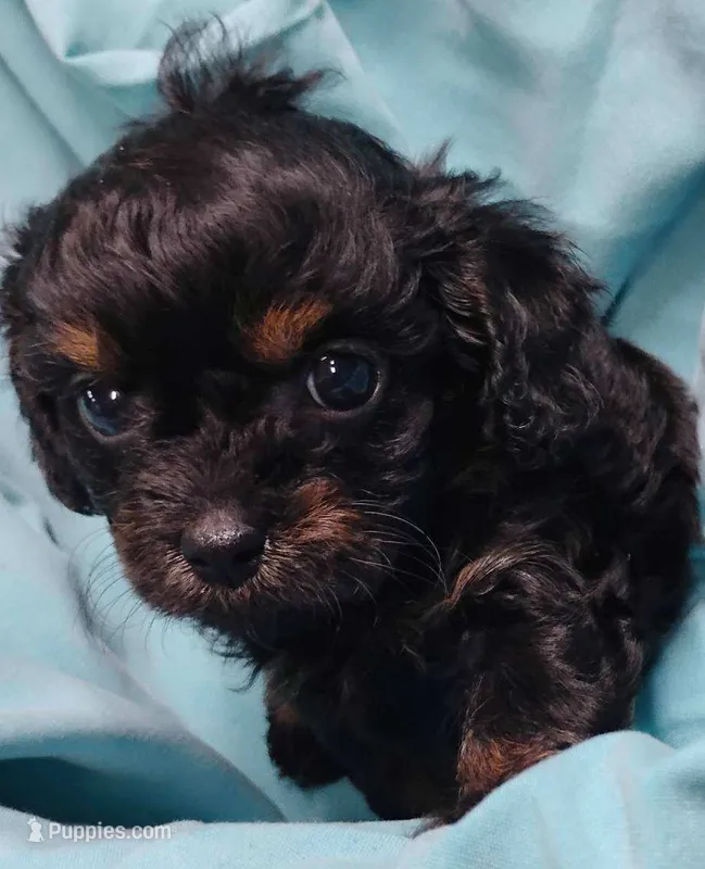 Jimmy – Cavapoo puppy for sale in Charleston, WV