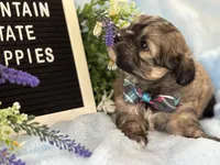 Gabe, a male Shihpoo for sale in Charleston, WV – 3 of 3