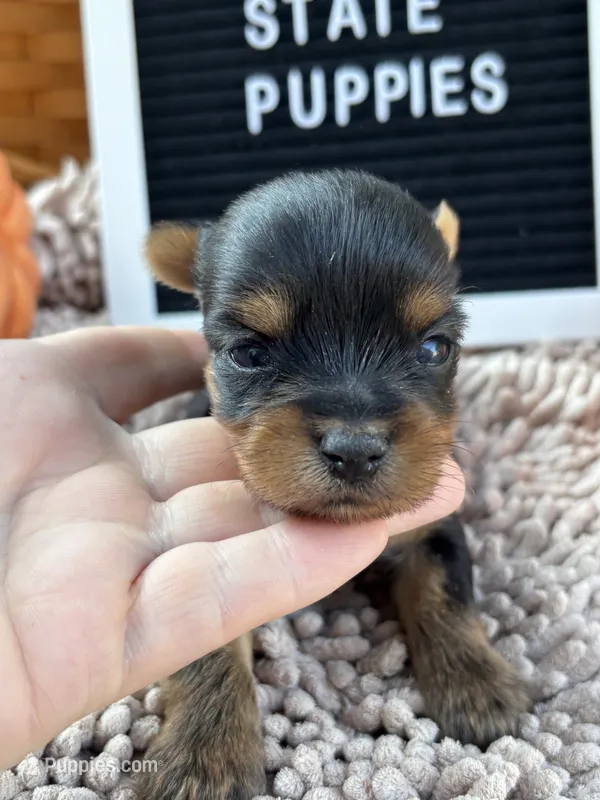 Mikey – Yorkshire Terrier puppy for sale in Charleston, WV