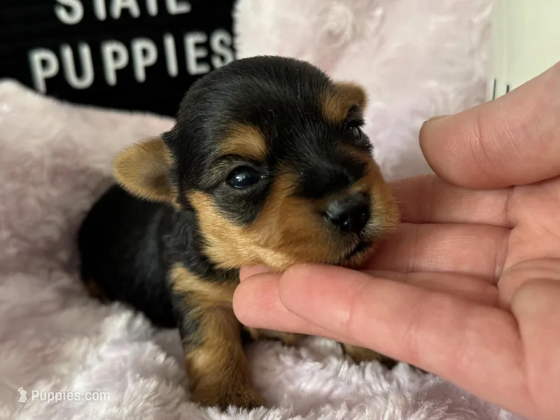Yorkie Female 1 – Yorkshire Terrier puppy for sale in Charleston, WV