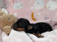 Yorkie Female 1, a  Yorkshire Terrier for sale in Charleston, WV – Photo 2 of 2