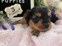Yorkie Female 1, a female Yorkshire Terrier for sale in Charleston, WV – 5 of 6