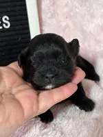 Gertie, a female Shihpoo for sale in Charleston, WV – Photo 3 of 3