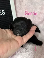 Gertie, a female Shihpoo for sale in Charleston, WV – Photo 1 of 3