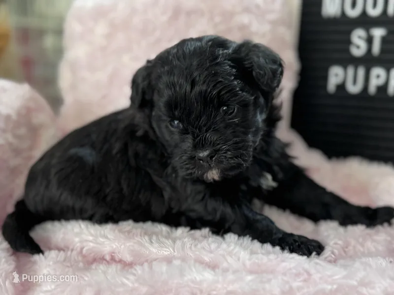 Gertie – Shihpoo puppy for sale in Charleston, WV