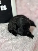 Gertie, a female Shihpoo for sale in Charleston, WV – Photo 2 of 3