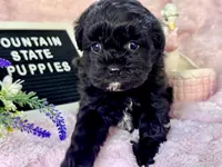 Gertie, a female Shihpoo for sale in Charleston, WV – 3 of 3