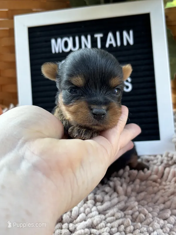 Macy Girl – Yorkshire Terrier puppy for sale in Charleston, WV