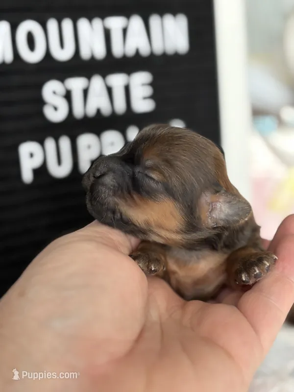 Shorkie Male  – Shorkie puppy for sale in Charleston, WV