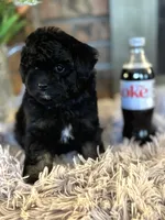 Stephanie, a female Shihpoo for sale in Charleston, WV – Photo 2 of 3