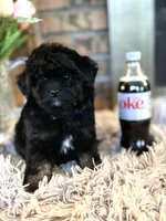 Stephanie, a female Shihpoo for sale in Charleston, WV – Photo 3 of 3