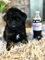 Stephanie, a female Shihpoo for sale in Charleston, WV – Photo 1 of 3